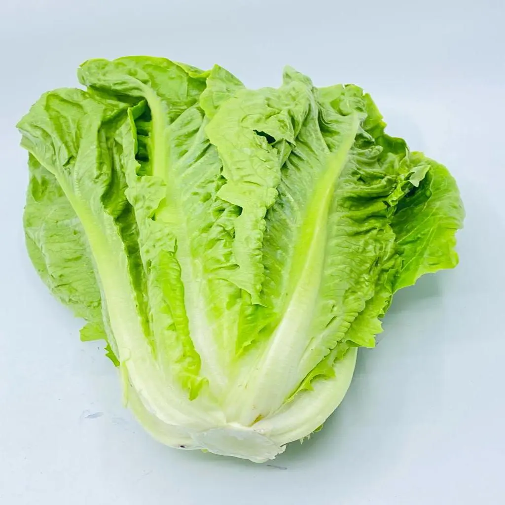 خس طويل